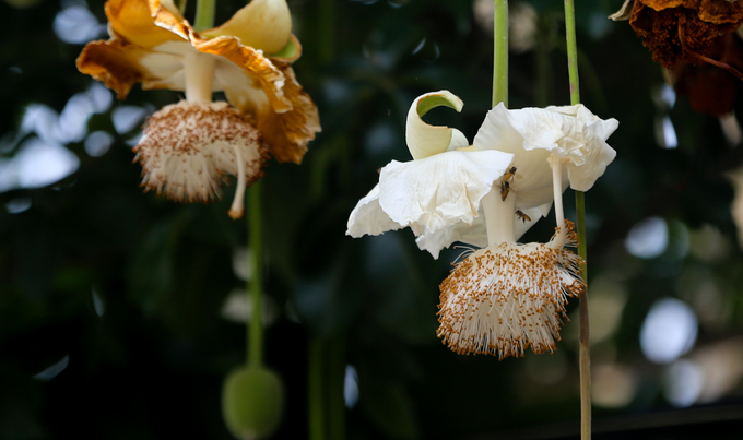 Cây[-]bao[-]báp[-]lâu[-]đời[-]nhất[-]Sài[-]Gòn[-]vào[-]mùa[-]nở[-]hoa